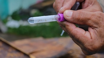 Dengue en Panamá suma 740 casos adicionales en una semana y supera los 10,400 contagios