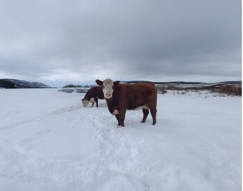 Recomendaciones para productores que buscan