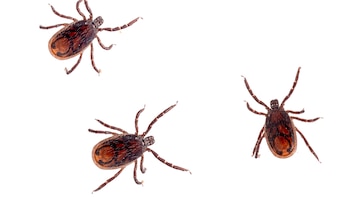 Qué es la rickettsiosis y