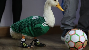 ¿Quieres un Pato Merlín en tu casa? Especialistas advierten sobre cuidados y necesidades de los patos como animales de compañía