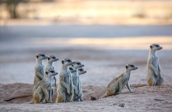 La presión ambiental obliga a