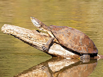 Una tortuga con caparazón marrón y patas palmeadas descansa sobre un tronco flotante en agua verde y tranquila, con su cabeza levantada