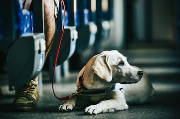 Estos perros deben mantenerse alertas