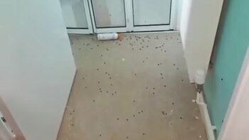 Luego de la fumigación, el