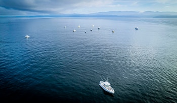 Embarcaciones participantes compiten en aguas de Golfo Dulce durante el torneo internacional de pesca deportiva Battle of the Bay 2026. Cortesía: CCK Ketchum