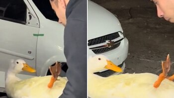 Ingenió una estrategia para curar