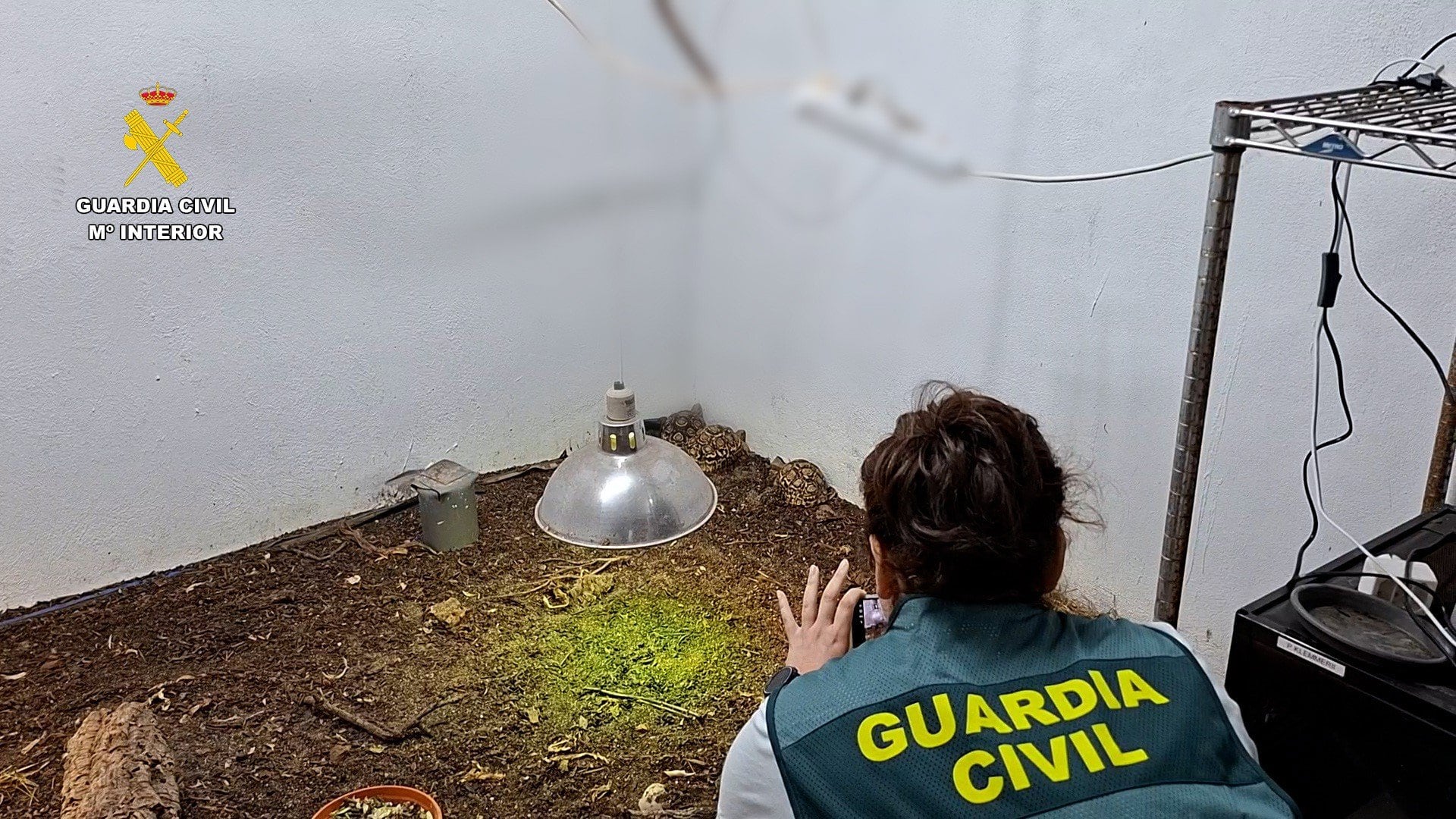 25/09/2026 Reptiles intervenidos en la operación
POLITICA
OPC