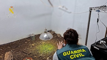 Intervenidos 200 reptiles y detenidas en Valencia tres personas dedicadas al tráfico de especies protegidas