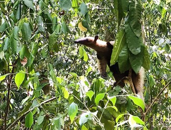 El Mirador / Richard Hansen