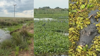 La fauna de los humedales en Corrientes: desde capibaras hasta yacarés en su hábitat natural