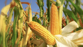 Este es el calendario de