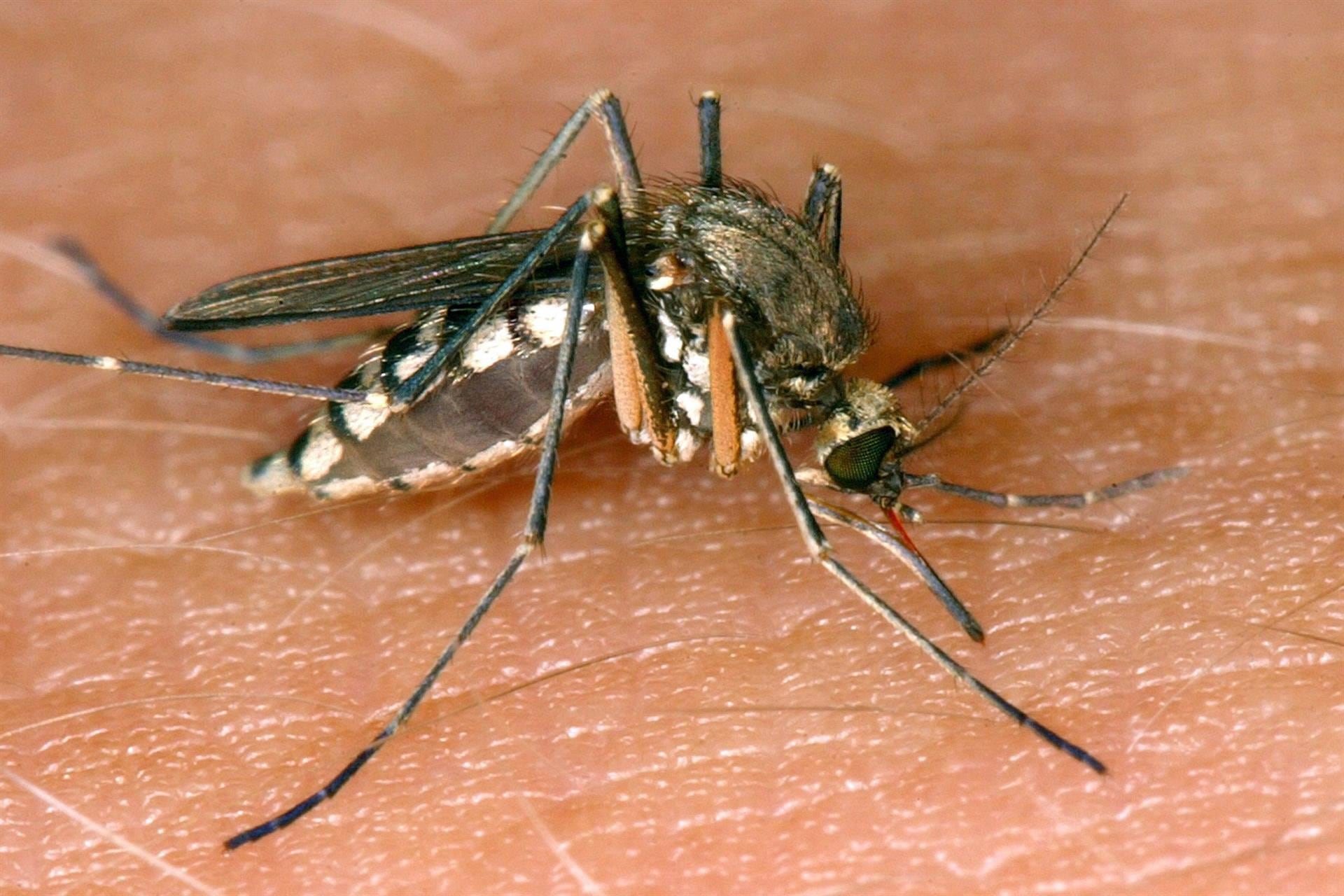 Imagen de archivo de un mosquito. (Europa Press)