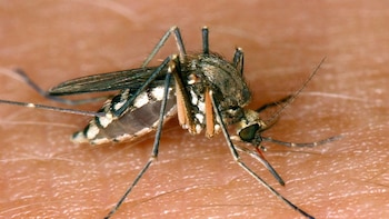 El ECDC insta a reforzar la vigilancia y el control de mosquitos ante el avance del virus del Nilo Occidental en Europa