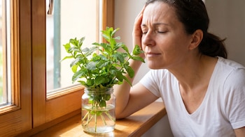 La planta que alivia dolores de cabeza por inhalación y que crece en un vaso de agua