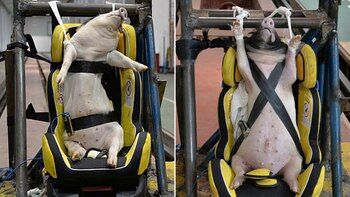 Quince cerdos fueron utilizados por