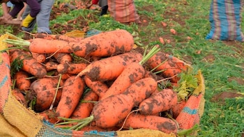 Según el informe técnico del