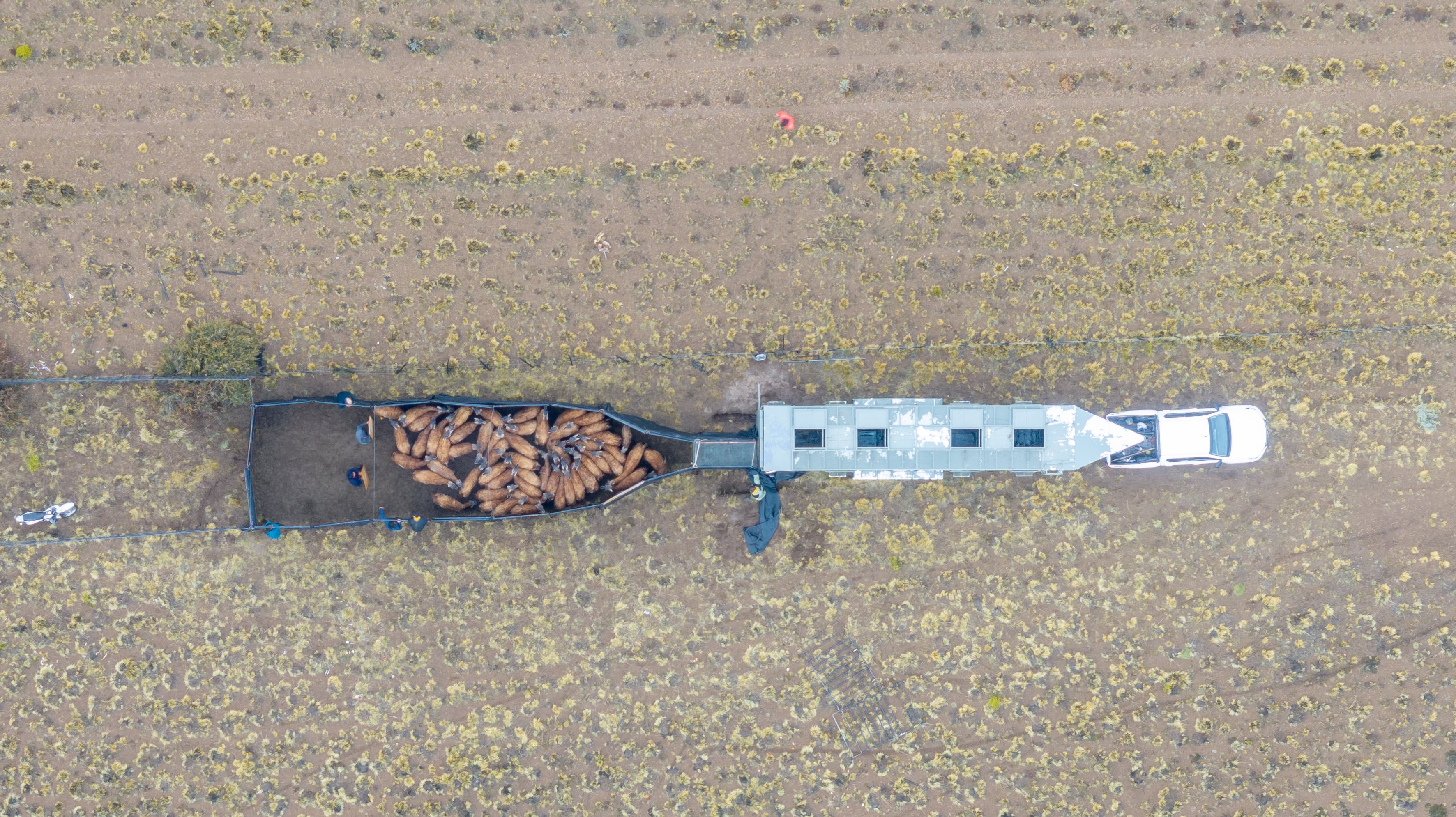 La desaparición del guanaco en el Chaco se debió al avance de la ganadería, la caza y la transformación de los pastizales (Fotos: Rewilding)