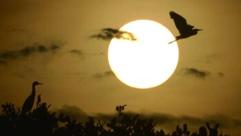 La ausencia de luz provoca