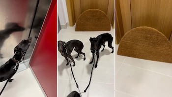 Usuarios de TikTok comparten experiencias