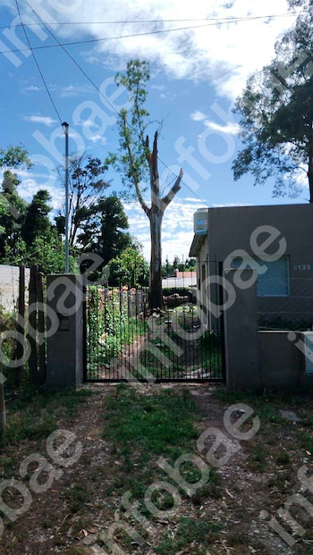 Cayeron dos árboles de su casa sobre la del vecino durante un temporal y deberá indemnizarlo