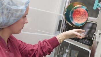 Congelación de óvulos. (Shutterstock)