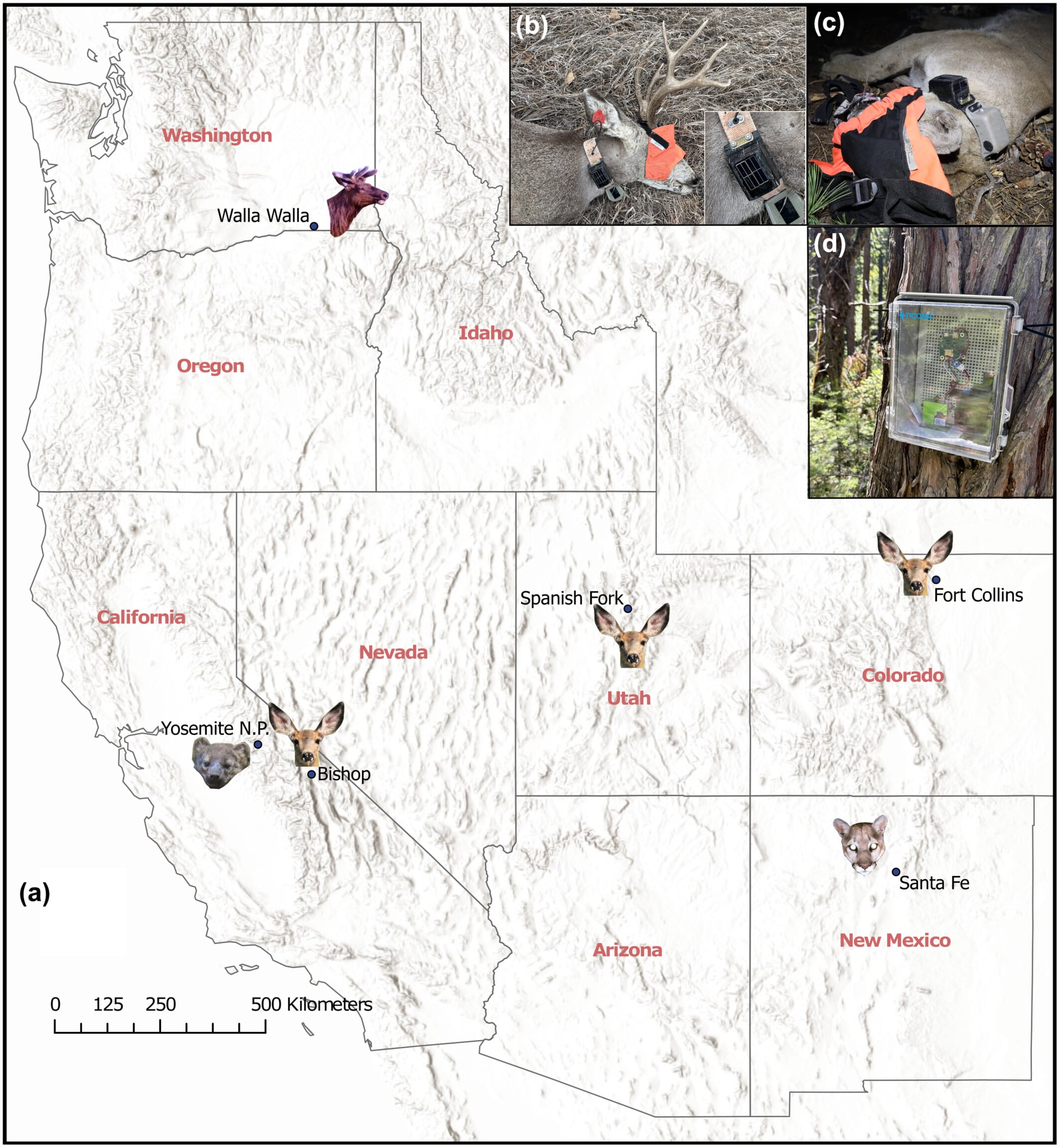 Los animales de zonas remotas carecen de alternativas para resguardarse del deterioro del aire provocado por los incendios forestales (Gentileza, estudio: Señales de humo: Medición de la exposición de la fauna silvestre al humo mediante sensores fijos y portátiles, publicado en Methods in Ecology and Evolution)
