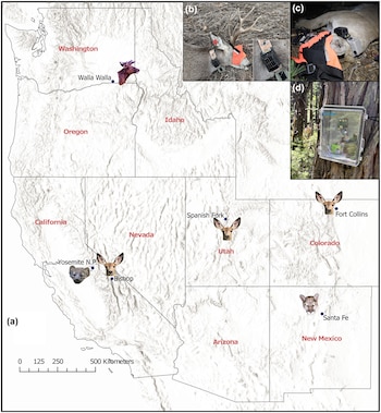 Mapa del oeste de Estados Unidos con marcas de animales y tres fotografías de un ciervo, un puma con collar y una caja con circuitos en un árbol