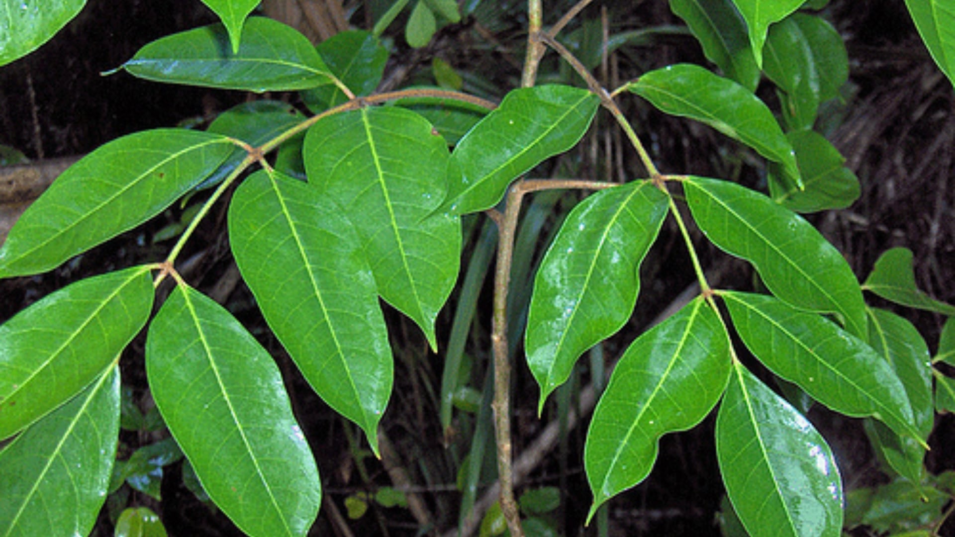 Cómo combatir problemas renales como piedras o arenillas en los riñones con la infusión de esta planta(UNAM)