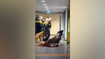 Cinco agentes de policía rodean a una persona en el suelo con un perro policía marrón en un pasillo iluminado con una línea naranja en el piso