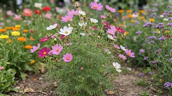 Primer plano de un arbusto de cosmos con flores rosas y blancas, rodeado de verbenas moradas y otras plantas de colores brillantes en un jardín soleado.