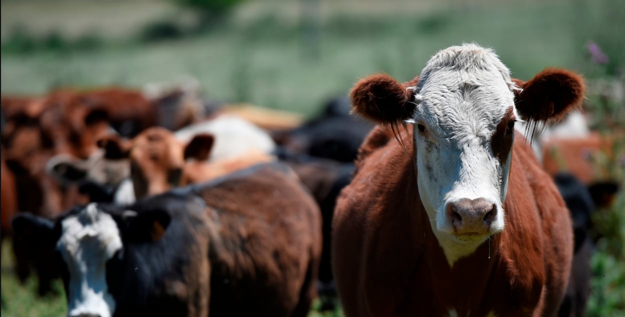 Fondos ganaderos han caído como en efecto cascada en Uruguay (Revista Chacra)