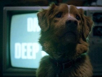 Indy en una imagen de