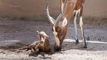 Nace en Bioparc Valencia una cría de una especie de antílope africano que estuvo al borde de la extinción