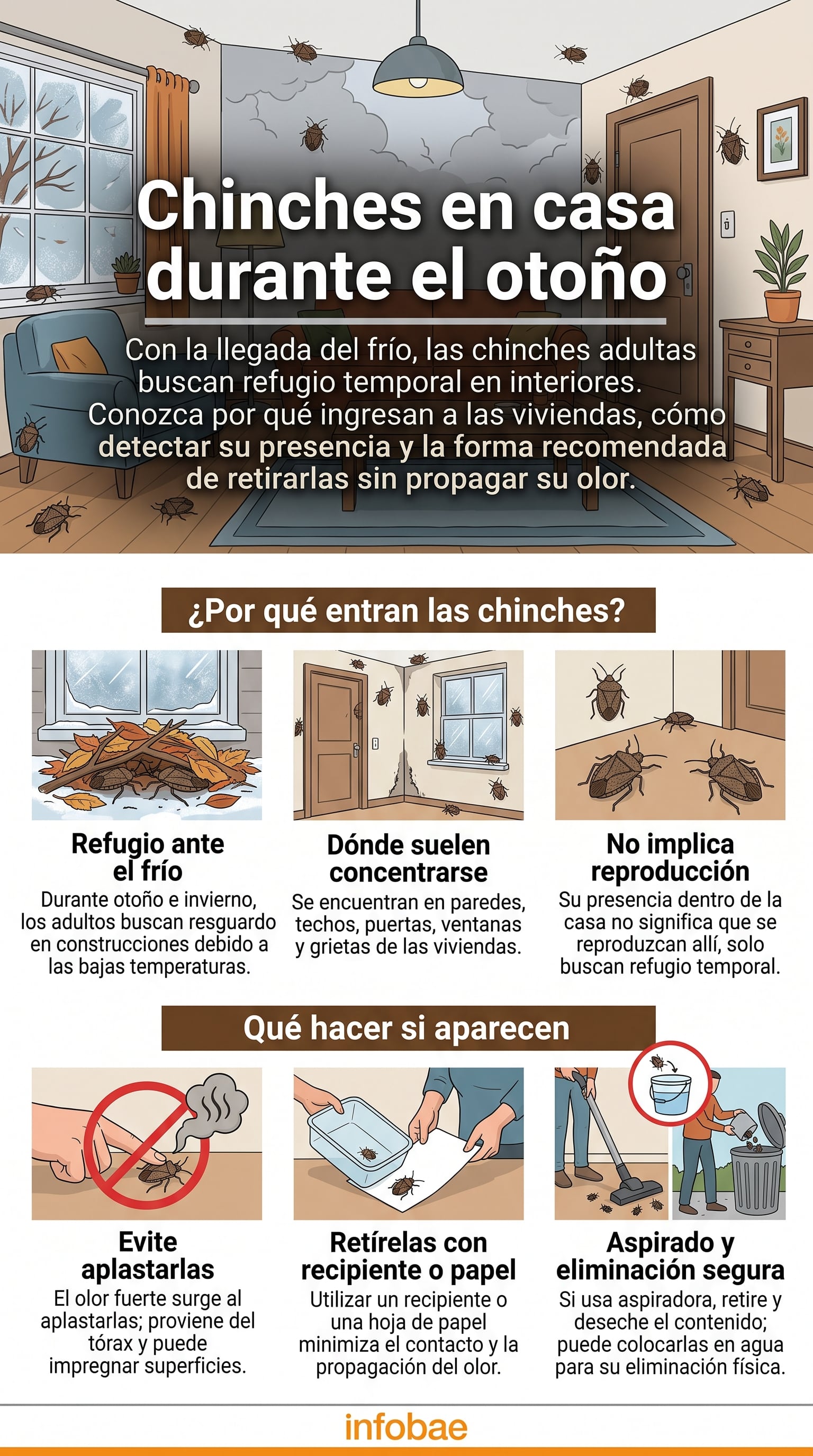 Recomendaciones y causas de la presencia de chinches en el hogar durante el otoño. (Imagen Ilustrativa Infobae)