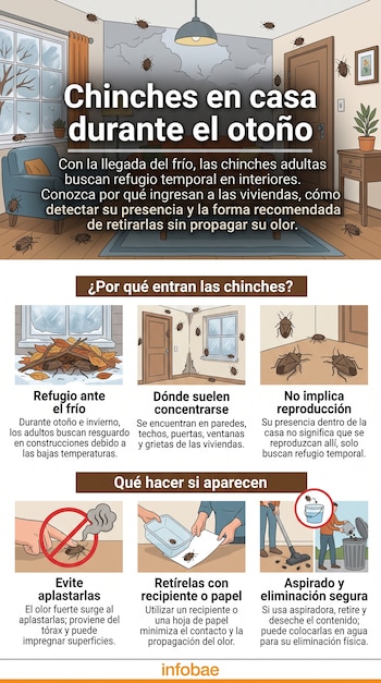Infografía con ilustraciones de chinches en una sala de estar y seis recuadros con texto explicativo sobre su comportamiento y manipulación.