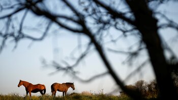 ¿Existe la zooterapia?