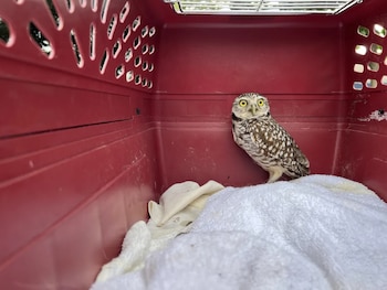 El operativo de repatriación incluye