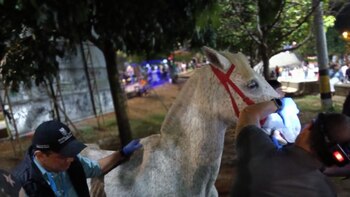 Crueldad animal en Medellín queda