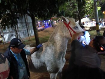 Caballos rescatados en Medellín evidenciaron