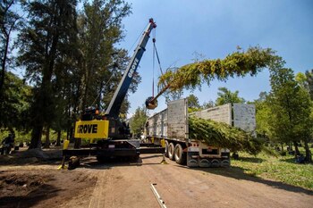 El ejemplar mide 12 metros