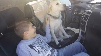 Tango es uno de los 36 perros de asistencia que fueron entrenados por presos desde que nació “Huellas de esperanza”.