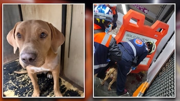Contra todo pronóstico, perrita rescatada