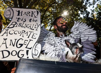 Rosa Lita, dressed as a Biblically accurate angel dog is carried during the Halloween Dog Parade in New York City, U.S., October 19, 2024. REUTERS/Caitlin Ochs