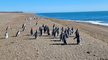 Los pingüinos de Magallanes funcionan como indicadores biológicos del estado de salud del océano y la disponibilidad de alimento