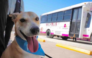 Un nuevo paquete legislativo impone sanciones más estrictas e introduce medidas innovadoras como el registro de personas sentenciadas por agresión