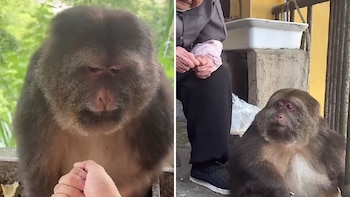 El primate se conviritó en