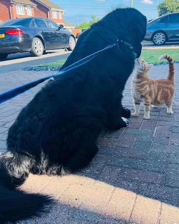 Sherman con el gato Kodi,