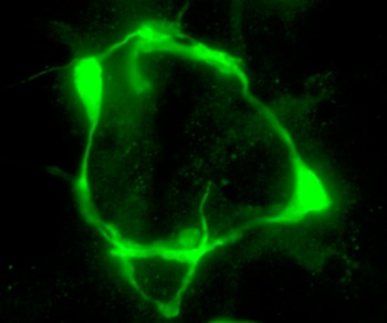 Imagen V4I5326EWVFADHTL3SJ5IXSZ5U