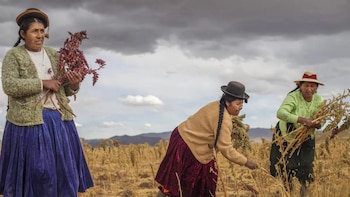 Participación femenina en el agro peruano baja a 31,2%, según el INEI