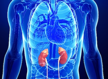 Esta hormona se produce en